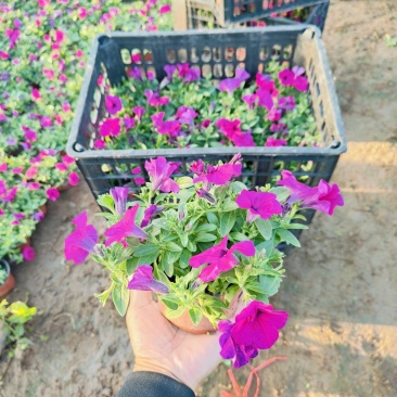 垂钓牵牛花，花色玫红粉色，坤盛花卉基地批发