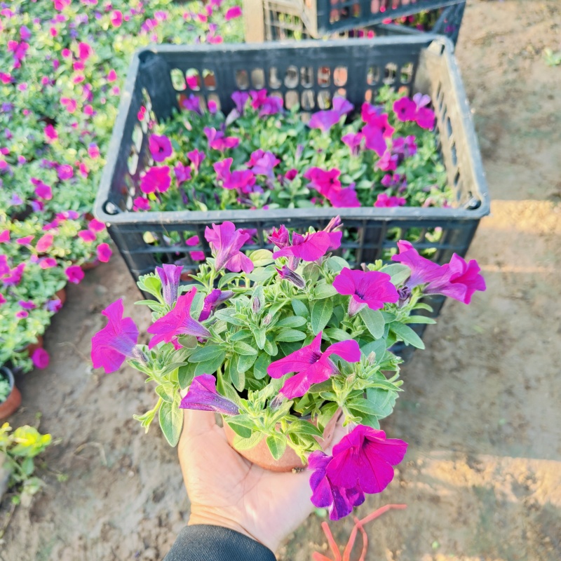 垂钓牵牛花，花色玫红粉色，坤盛花卉基地批发