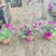 垂钓牵牛花，花色玫红粉色，坤盛花卉基地批发