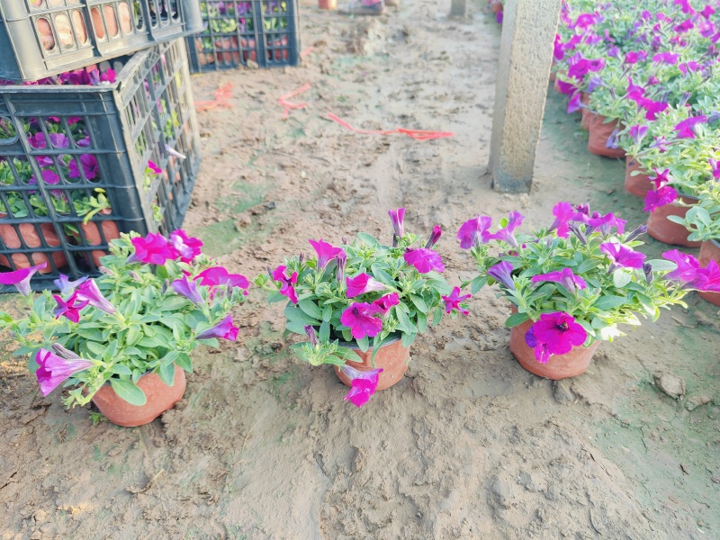 垂钓牵牛花，花色玫红粉色，坤盛花卉基地批发
