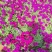 垂钓牵牛花，花色玫红粉色，坤盛花卉基地批发