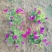 垂钓牵牛花，花色玫红粉色，坤盛花卉基地批发