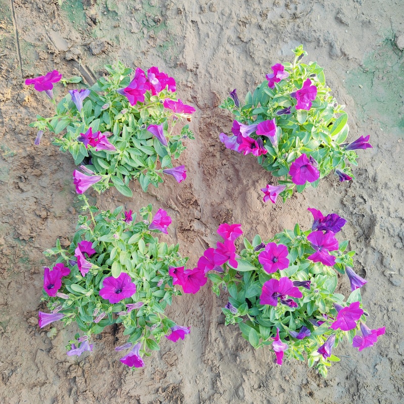 垂钓牵牛花，花色玫红粉色，坤盛花卉基地批发