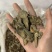三七片保庆药业过筛货三七片实物拍摄发货如图