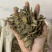 三七片保庆药业过筛货三七片实物拍摄发货如图