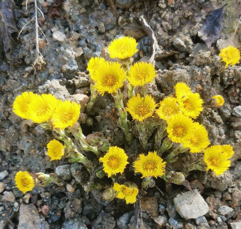 款冬花种根、种苗)，产地自产自销，优质高产品种