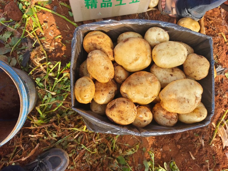 云南白心丽薯大吨位供应，市场，商超，电商都可以