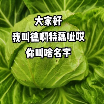 甘蓝