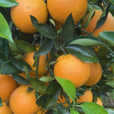 湖南江永夏橙大量上市，有需要的老板联系