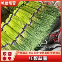 【红帽蒜薹】万亩基地货源充足产地直供量大优惠欢迎选购