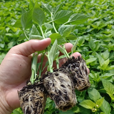皮薄肉厚太空椒苗甜味菜椒苗露天大棚均可种山东潍坊寿光