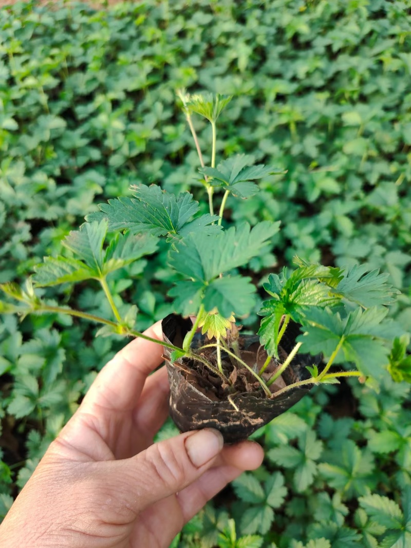 委陵菜，矮陵菜矮零菜五叶委陵菜，三叶委陵菜