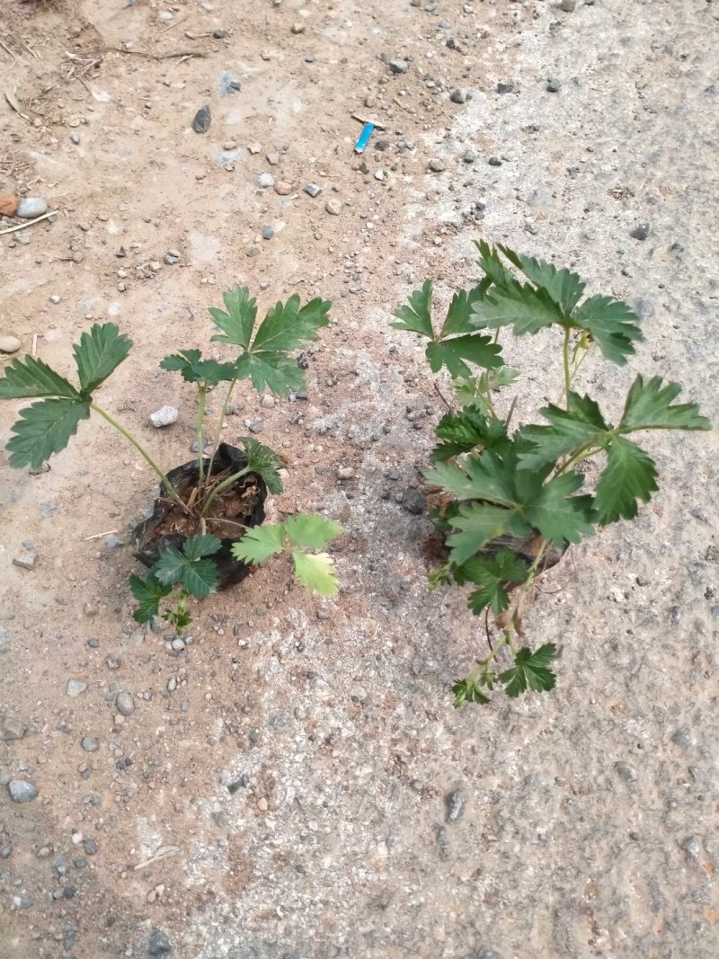 委陵菜，矮陵菜矮零菜五叶委陵菜，三叶委陵菜