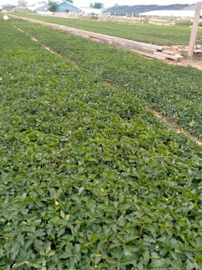 委陵菜，矮陵菜矮零菜五叶委陵菜，三叶委陵菜