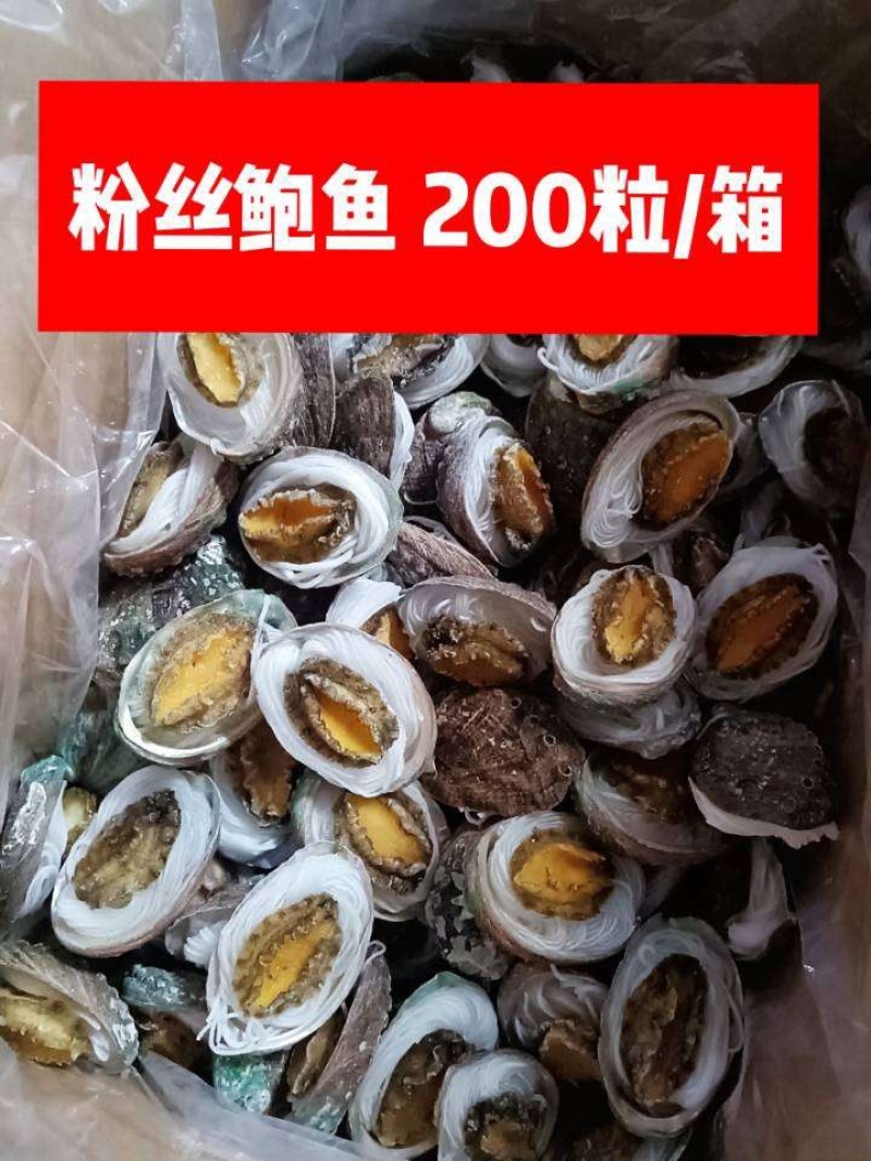 粉丝鲍鱼烧烤海鲜自助食材去内脏去牙齿蒜蓉粉丝鲍