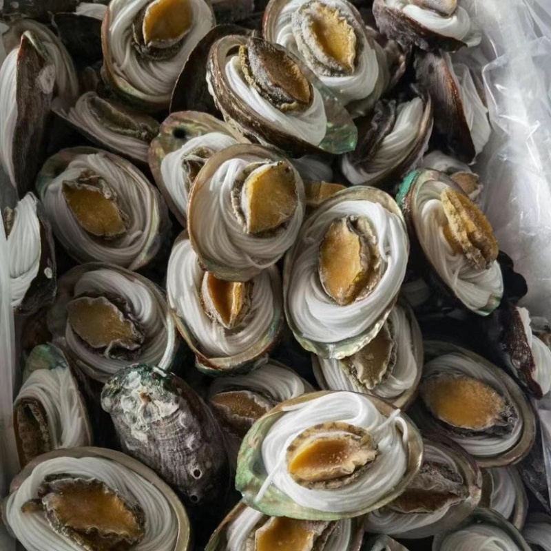 粉丝鲍鱼烧烤海鲜自助食材去内脏去牙齿蒜蓉粉丝鲍