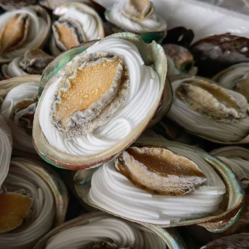 粉丝鲍鱼烧烤海鲜自助食材去内脏去牙齿蒜蓉粉丝鲍