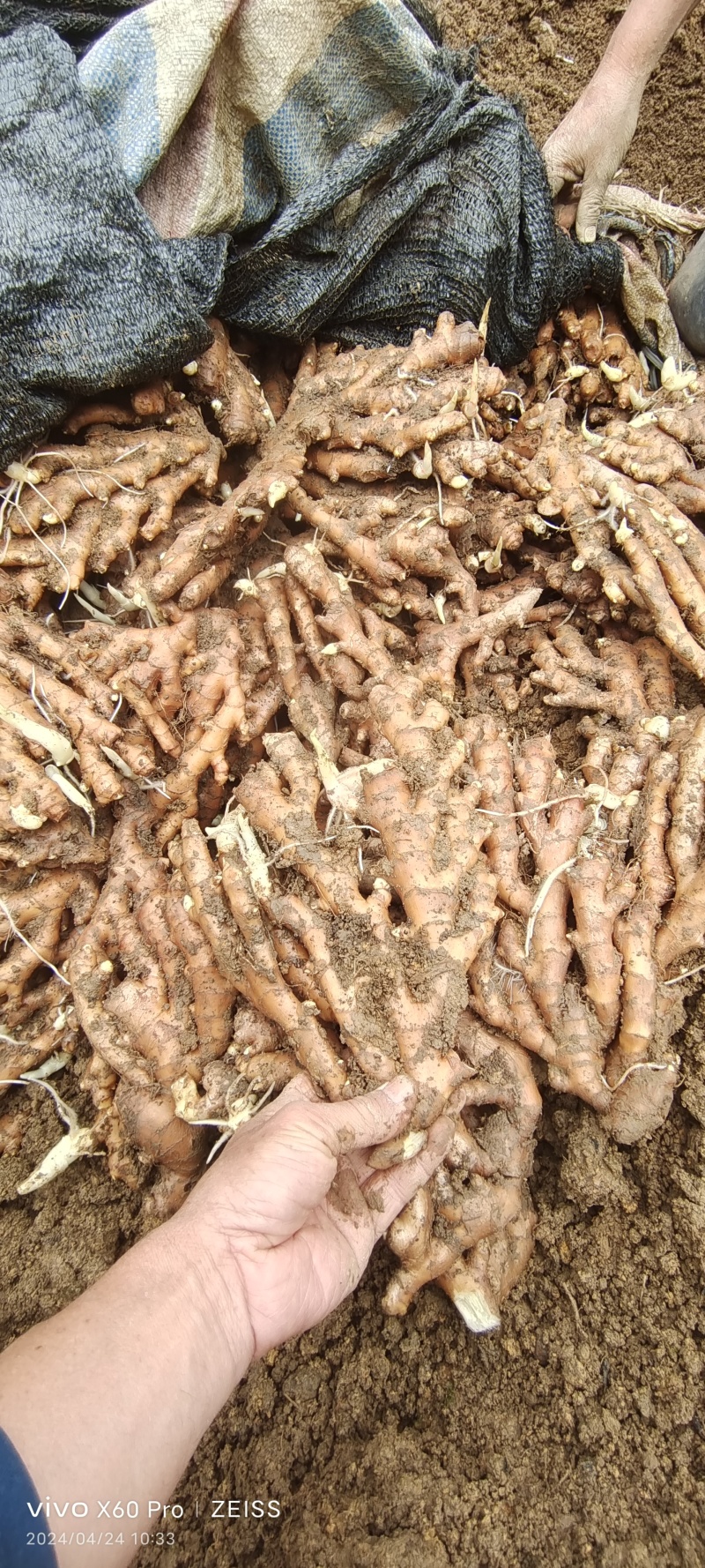 瑶山香辣火姜，老姜靓货，量大优惠，对接全国市场电商平台