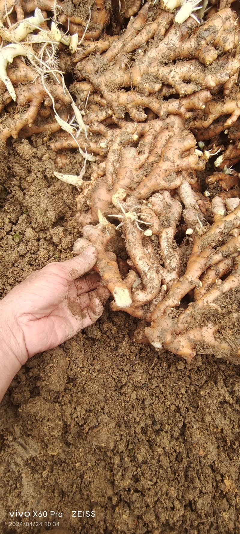 瑶山香辣火姜，老姜靓货，量大优惠，对接全国市场电商平台