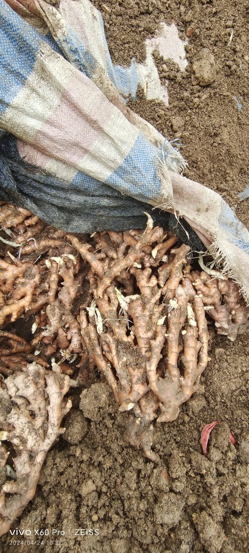 瑶山香辣火姜，老姜靓货，量大优惠，对接全国市场电商平台