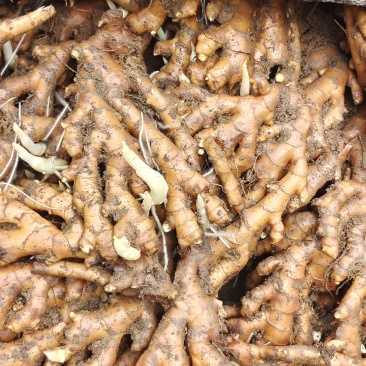 瑶山香辣火姜，老姜靓货，量大优惠，对接全国市场电商平台
