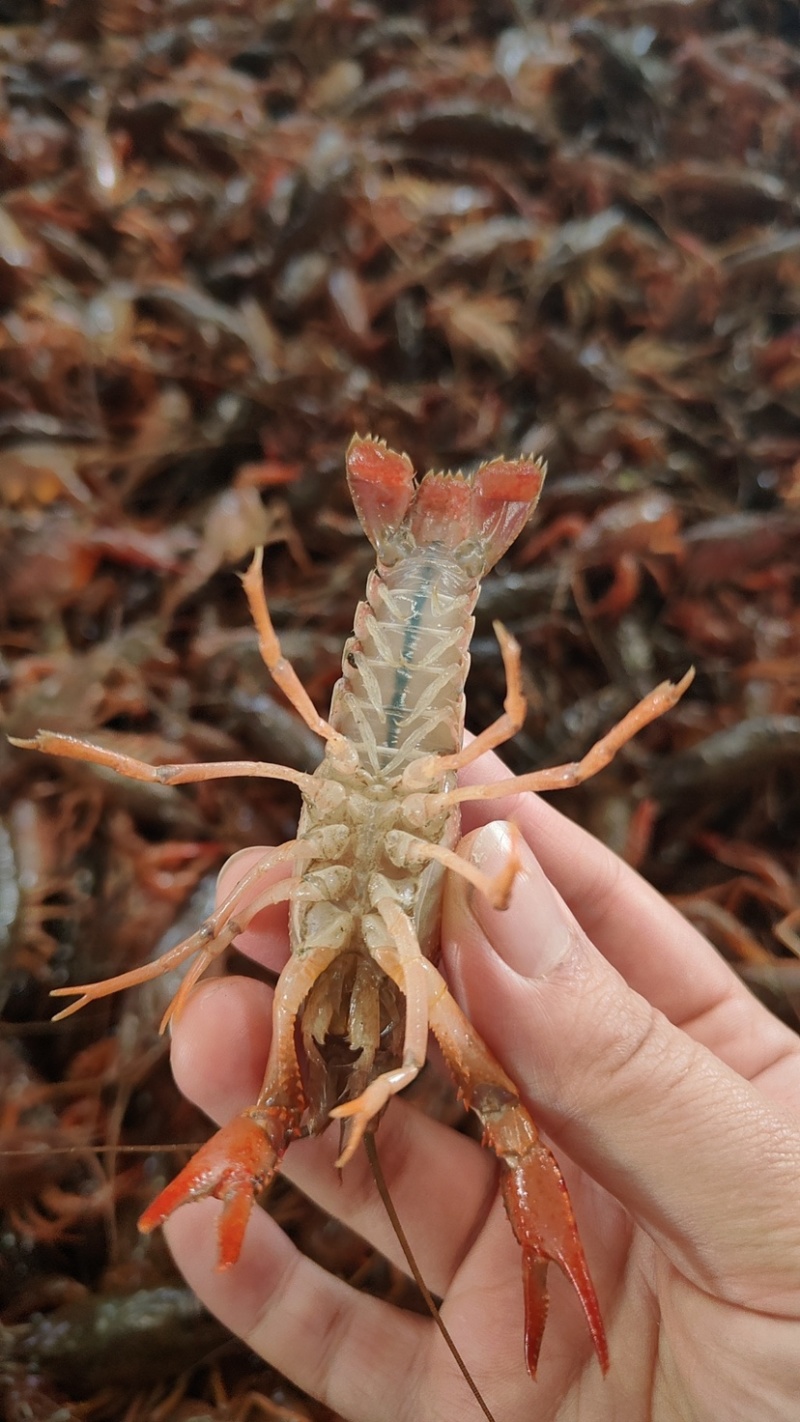 小龙虾诚信商家没有水分