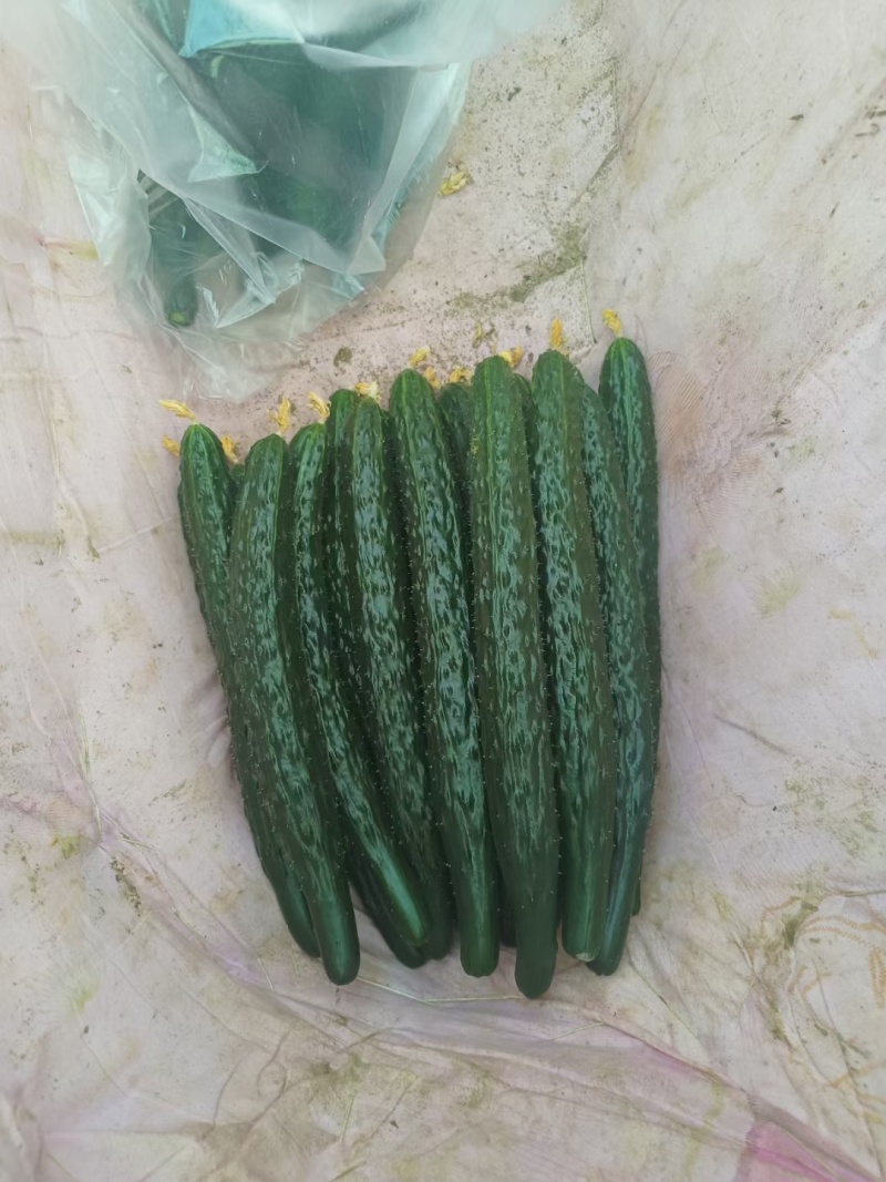 夏邑密刺精品黄瓜大量上市，黄瓜又黑又量瓜条细直需要的联系