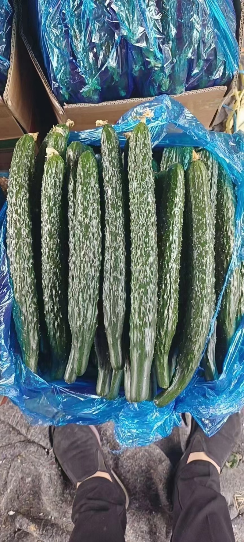 夏邑密刺精品黄瓜大量上市，黄瓜又黑又量瓜条细直需要的联系