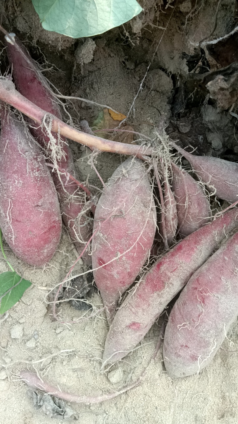 丝滑汀甜慕菲乐榴莲蜜薯大量有货欢迎电联