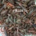 精品小龙虾，质量好，规格齐全，一件代发，全国发货。
