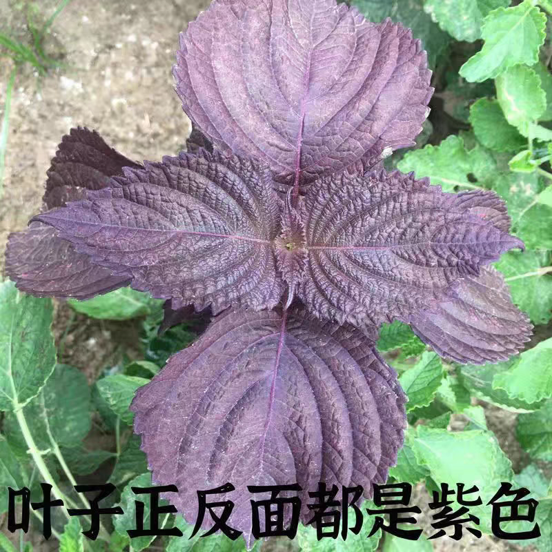 紫苏种子双色苏子可食四季大叶紫苏种子药用香草绿紫苏农家大