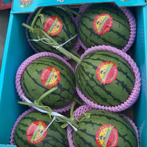 山东昌乐精品全美2k西瓜，品质好，货量充足，可视频看货