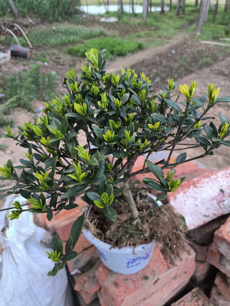 栀子花，栀子花苗，栀子花鲜花，栀子花切花