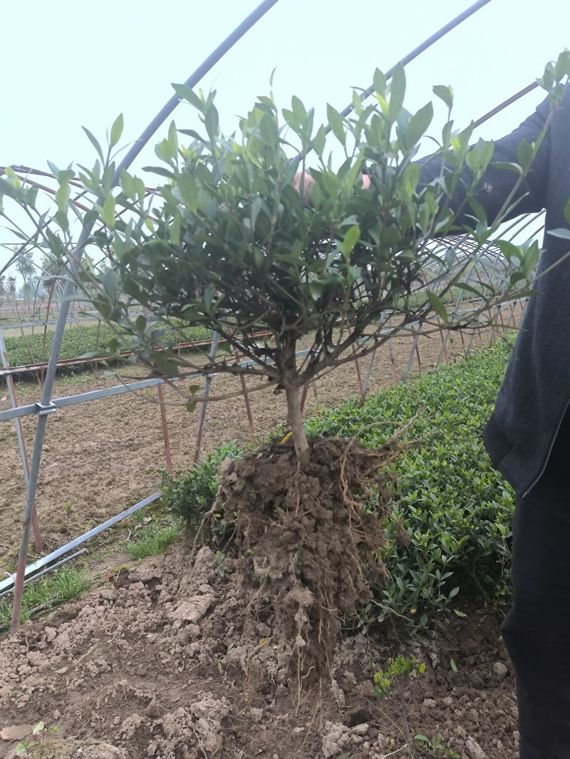 栀子花，栀子花苗，栀子花鲜花，栀子花切花