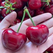 果园精品红灯樱桃，百亩种植基地，价格便宜，可视频