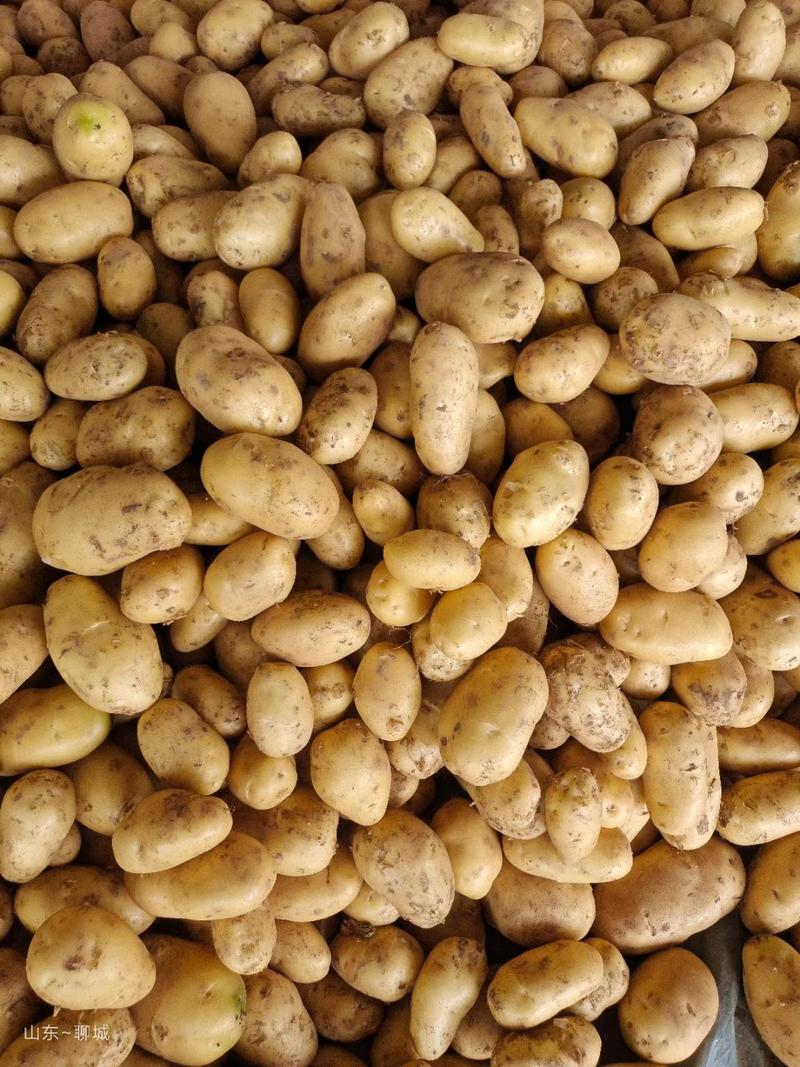 荷兰十五土豆山东聊城土豆品质好货源足代收代发代加工