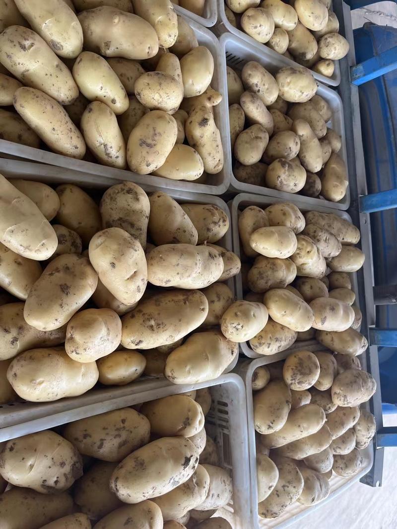 荷兰十五土豆山东聊城土豆品质好货源足代收代发代加工