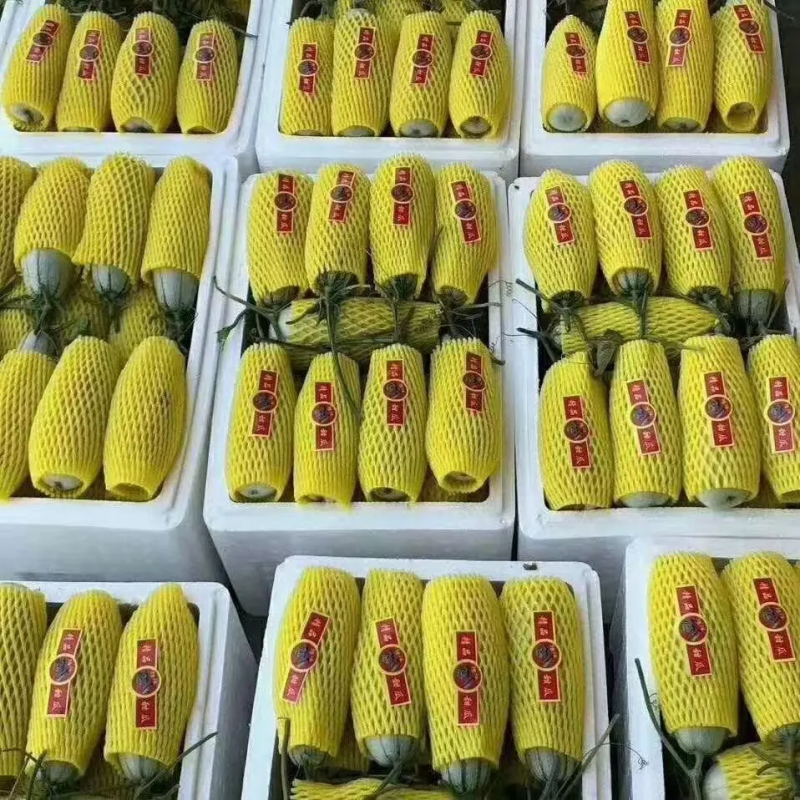 羊角蜜甜瓜脆甜可口产地直发品质保证欢迎看货可视频