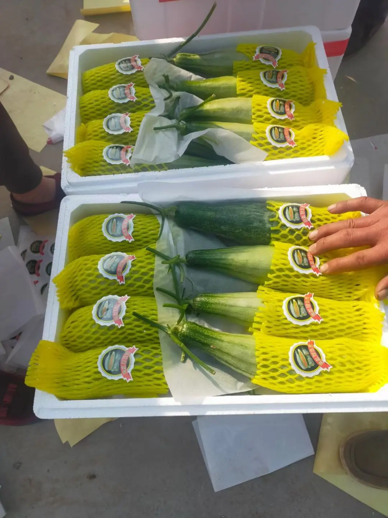 羊角蜜甜瓜脆甜可口产地直发品质保证欢迎看货可视频