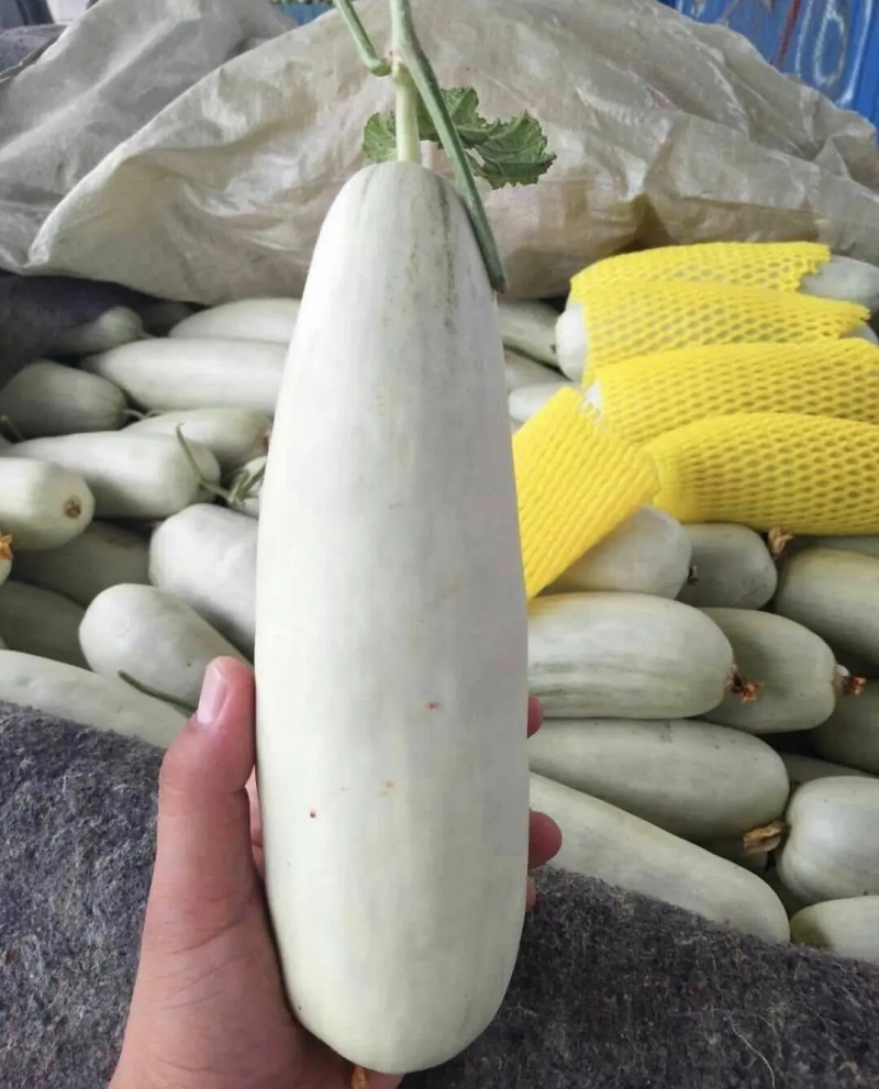 羊角蜜甜瓜脆甜可口产地直发品质保证欢迎看货可视频