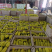 羊角蜜甜瓜脆甜可口产地直发品质保证欢迎看货可视频