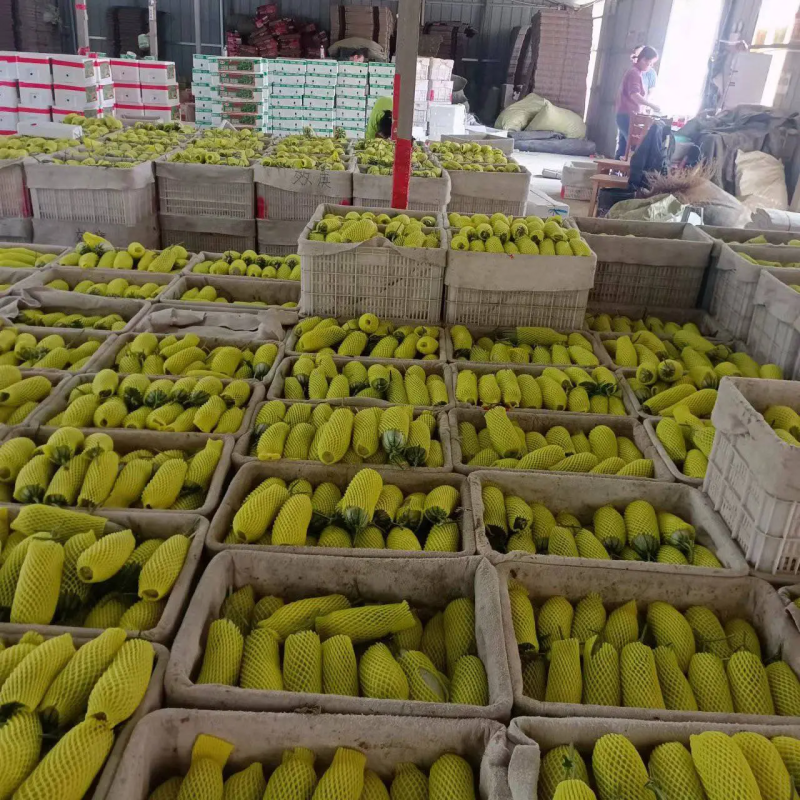 羊角蜜甜瓜脆甜可口产地直发品质保证欢迎看货可视频
