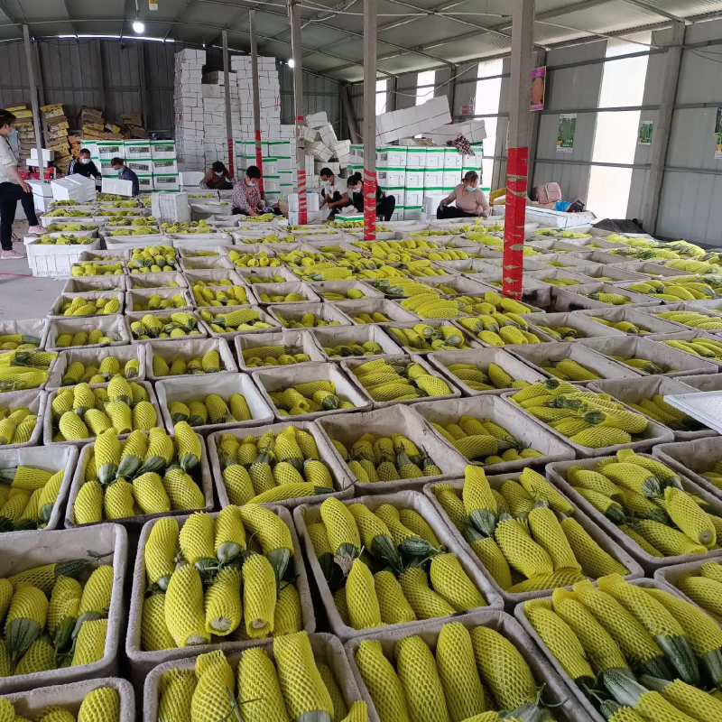 羊角蜜甜瓜脆甜可口产地直发品质保证欢迎看货可视频