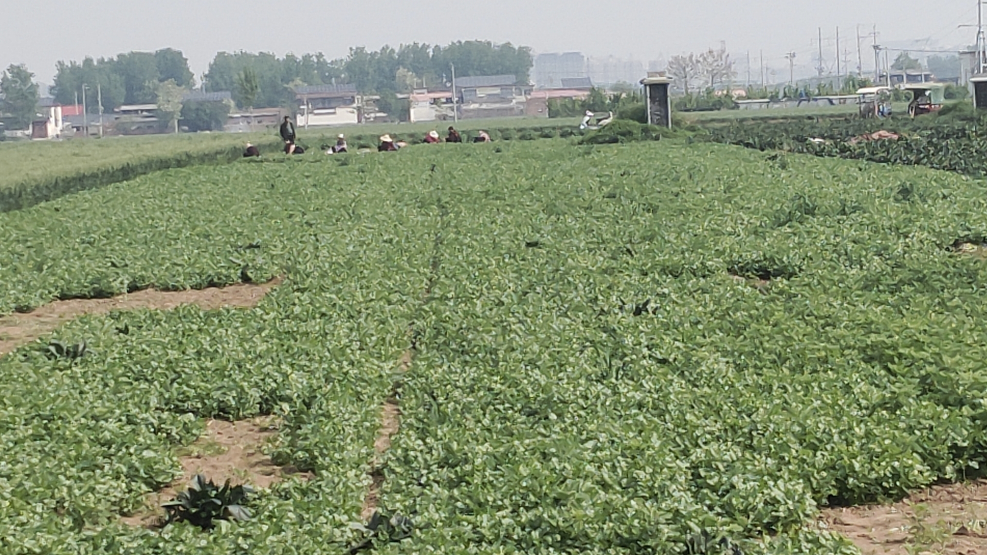 大叶香菜种植基地