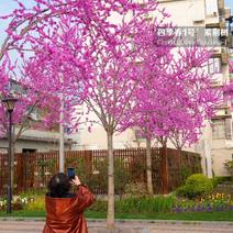 10公分四季春1号紫荆树