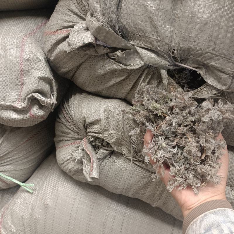 2025年新货前期茵陈精品