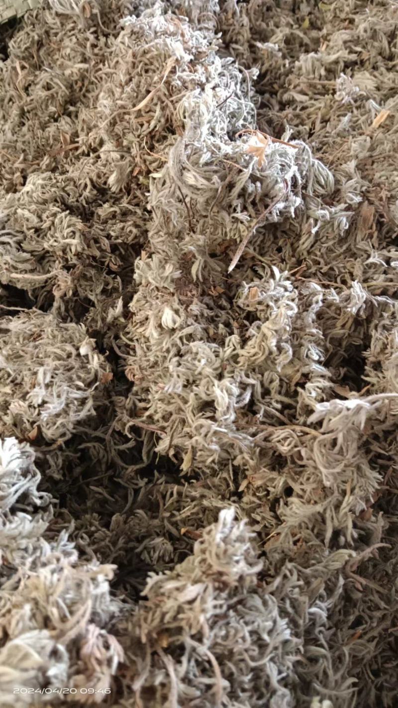 2025年新货前期茵陈精品