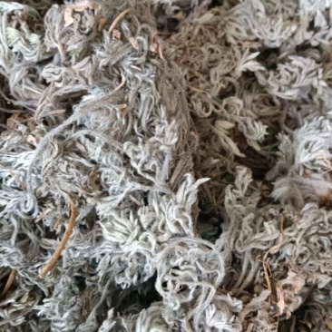 2025年新货前期茵陈精品