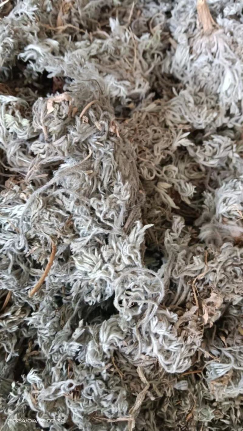 2025年新货前期茵陈精品
