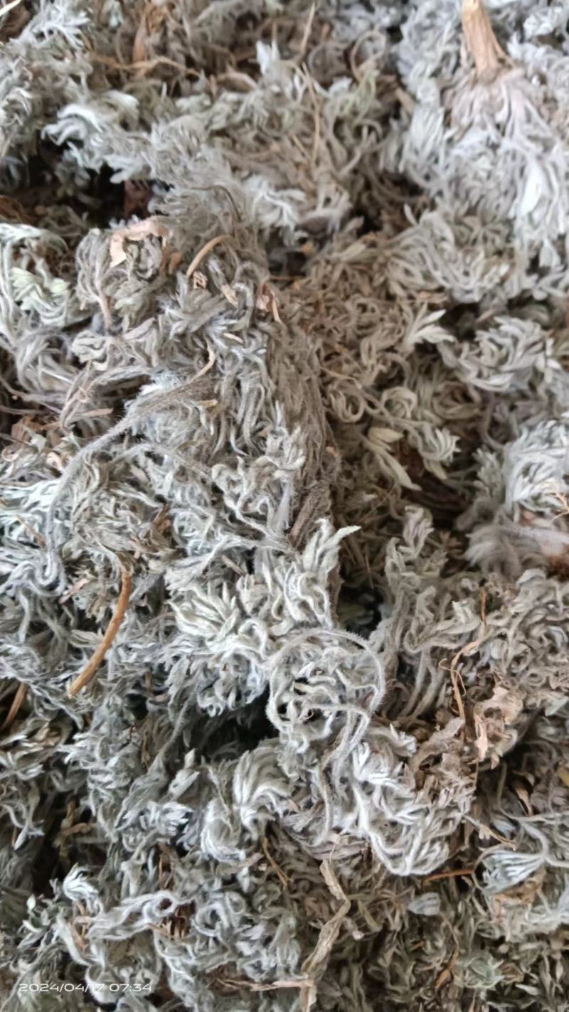 2025年新货前期茵陈精品